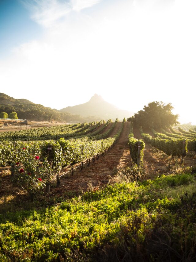 rufus-o-dea-p3Loavrv6z8-unsplash rufus-o-dea-p3Loavrv6z8-unsplash