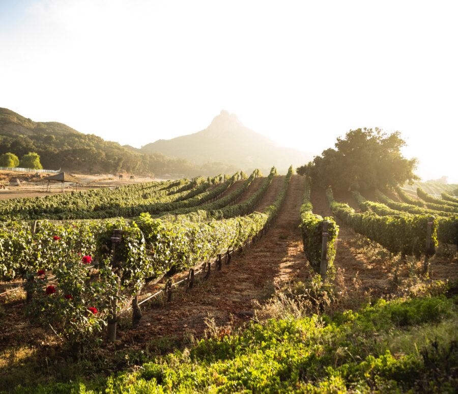 rufus-o-dea-p3Loavrv6z8-unsplash rufus-o-dea-p3Loavrv6z8-unsplash