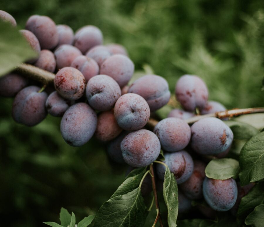 Closeup shot of plums on the branch with a blurred natural background Closeup shot of plums on the branch with a blurred natural background