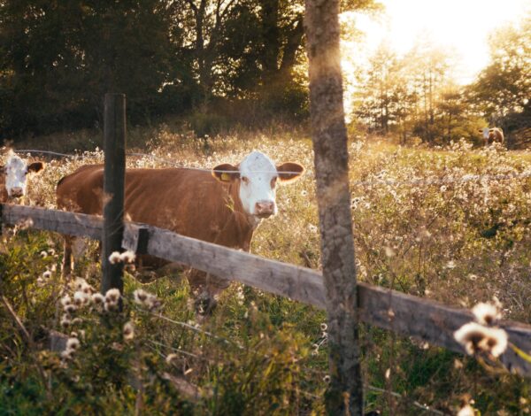 christian-widell-vrT3Z9UKFEg-unsplash christian-widell-vrT3Z9UKFEg-unsplash