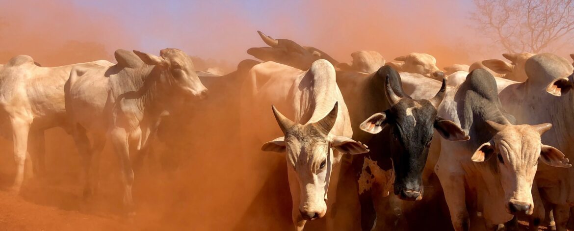 juliana-amorim-PidIm_k0Un8-unsplash juliana-amorim-PidIm_k0Un8-unsplash